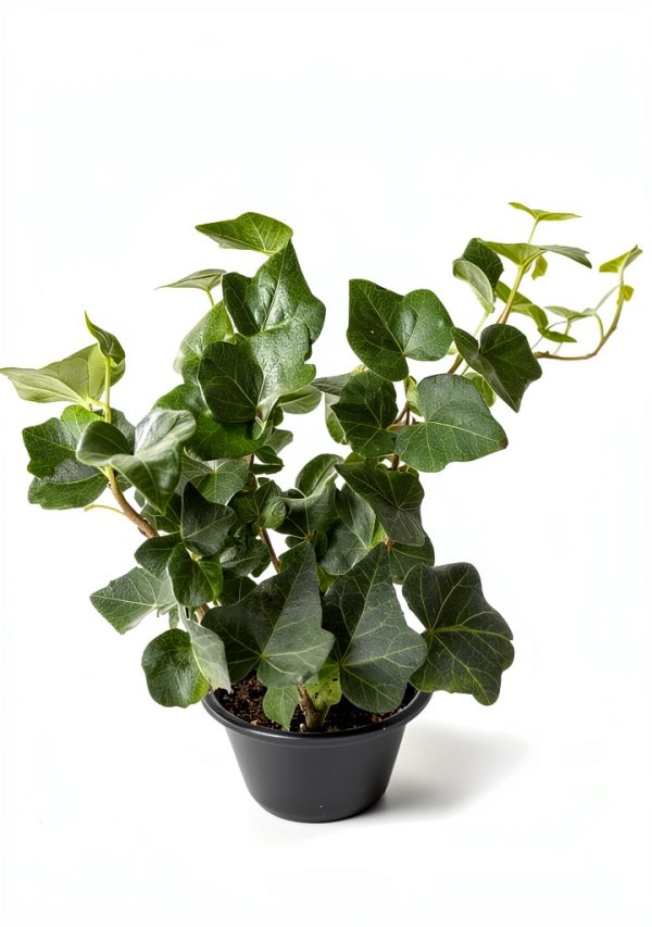 Plantvers Green Ivy 4" Nursery Pot - Low-Maintenance Vining Houseplant-1