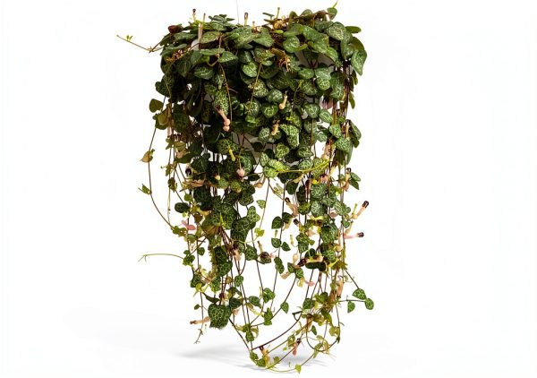 String of Hearts - Hearts Entangled -Ceropegia woodii-2.5" Pot-Collector' Series-4