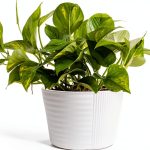Costa Farms Golden Pothos Live Plant, Devil's Ivy in Decorative Pot, Easy to Maintain Vining Indoor Houseplant, Shelf, Room, or Office Decor, House Warming Gift, 12-14 Inches Tall-0