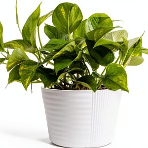 Costa Farms Golden Pothos Live Plant, Devil's Ivy in Decorative Pot, Easy to Maintain Vining Indoor Houseplant, Shelf, Room, or Office Decor, House Warming Gift, 12-14 Inches Tall-0