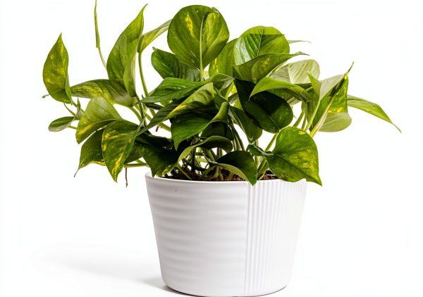 Costa Farms Golden Pothos Live Plant, Devil's Ivy in Decorative Pot, Easy to Maintain Vining Indoor Houseplant, Shelf, Room, or Office Decor, House Warming Gift, 12-14 Inches Tall-0
