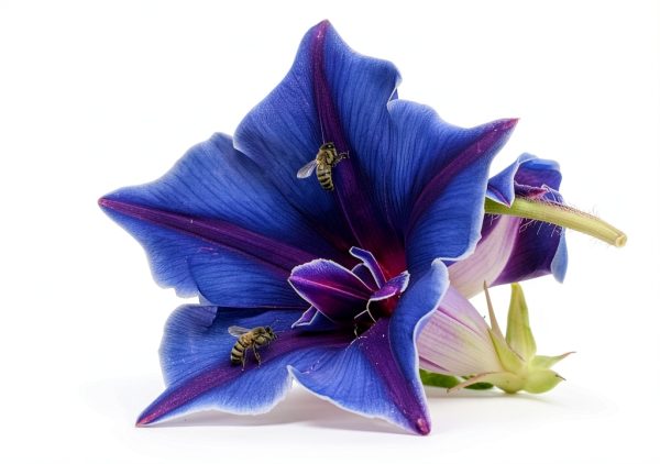 Outsidepride Blue Picotee Morning Glory Seeds - 50 Pcs. Annual, Climbing & Vining Flower Seeds for Planting Large Star-Shaped Blue Blooms, Ideal for Gardens, Trellises & Vertical Landscapes-4