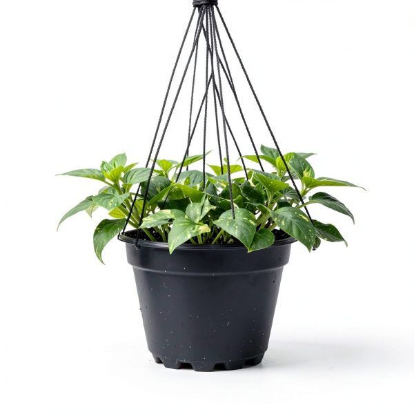 Costa Farms Golden Pothos Live Plant, Devil's Ivy in Decorative Pot, Easy to Maintain Vining Indoor Houseplant, Shelf, Room, or Office Decor, House Warming Gift, 12-14 Inches Tall-7