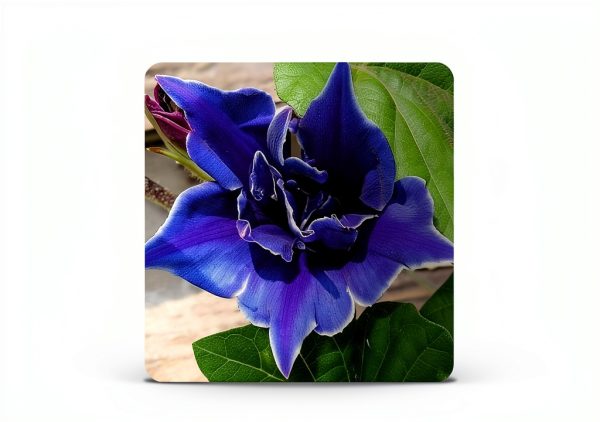 Outsidepride Blue Picotee Morning Glory Seeds - 50 Pcs. Annual, Climbing & Vining Flower Seeds for Planting Large Star-Shaped Blue Blooms, Ideal for Gardens, Trellises & Vertical Landscapes-1