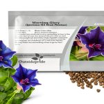 Outsidepride Blue Picotee Morning Glory Seeds - 50 Pcs. Annual, Climbing & Vining Flower Seeds for Planting Large Star-Shaped Blue Blooms, Ideal for Gardens, Trellises & Vertical Landscapes-0