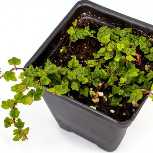 Mini Oakleaf Creeping Fig Ficus quercifolia for Terrariums & Fairy-0