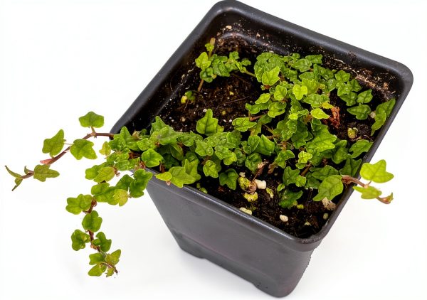 Mini Oakleaf Creeping Fig Ficus quercifolia for Terrariums & Fairy-0