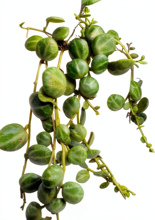 Live String of Turtles Plant by Holt - 2 Inch Compact Trailing Plant-4