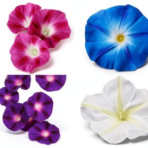 Mixed Morning Glory Seeds for Planting – 200 Fresh Seeds – Blue, Purple, White, and Rose Climbing Vine Flowers – Attracts Butterflies & Hummingbirds – Fast-Growing Vine – Grown in The USA-0