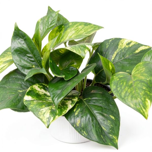 Altman Plants Golden Pothos Plant Live House Plant Live Plants, Trailing Plants Live Houseplants, Golden Pothos Live Plant Houseplant, Live Pothos Devils Ivy Live Plant Vine Money Plant Indoor Plants-1