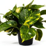 Golden Pothos Live Plant in Grower's Pot by BSBD, Easy Indoor-0