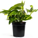 Altman Plants Golden Pothos Plant Live House Plant Live Plants, Trailing Plants Live Houseplants, Golden Pothos Live Plant Houseplant, Live Pothos Devils Ivy Live Plant Vine Money Plant Indoor Plants-0