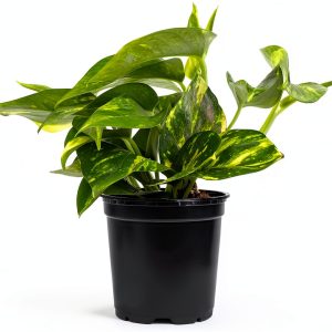 Altman Plants Golden Pothos Plant Live House Plant Live Plants, Trailing Plants Live Houseplants, Golden Pothos Live Plant Houseplant, Live Pothos Devils Ivy Live Plant Vine Money Plant Indoor Plants-0
