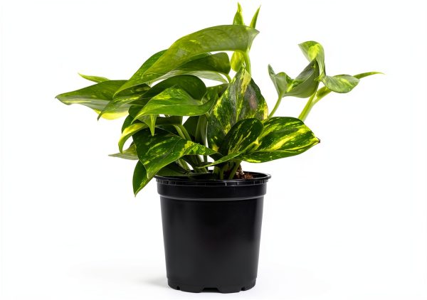 Altman Plants Golden Pothos Plant Live House Plant Live Plants, Trailing Plants Live Houseplants, Golden Pothos Live Plant Houseplant, Live Pothos Devils Ivy Live Plant Vine Money Plant Indoor Plants-0