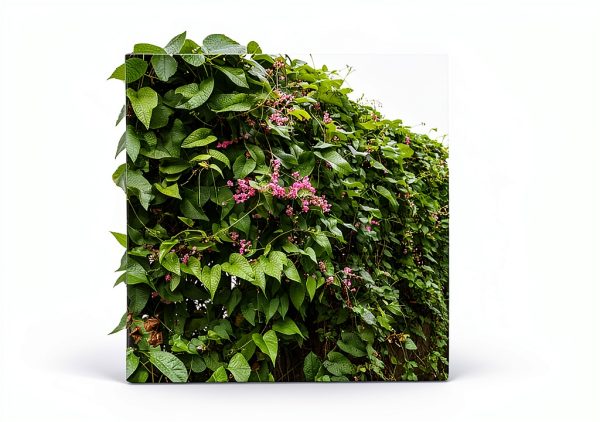 Pink Coral Vine - Antigonon Leptopus - Pack of 2 Live Plants - Mexican Creeper - Rose de Montana - 4-6 Inches Tall - Climbing Pink Blooms - Fast Growing-4