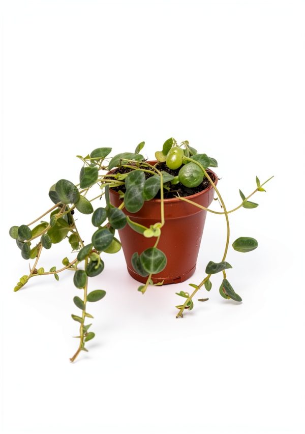 Live String of Turtles Plant by Holt - 2 Inch Compact Trailing Plant-2