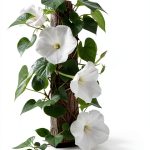 White Moonflower Vine Seeds - Climbing Vine Up to 15 Feet - Fragrant-0