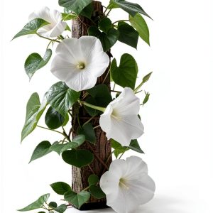 White Moonflower Vine Seeds - Climbing Vine Up to 15 Feet - Fragrant-0