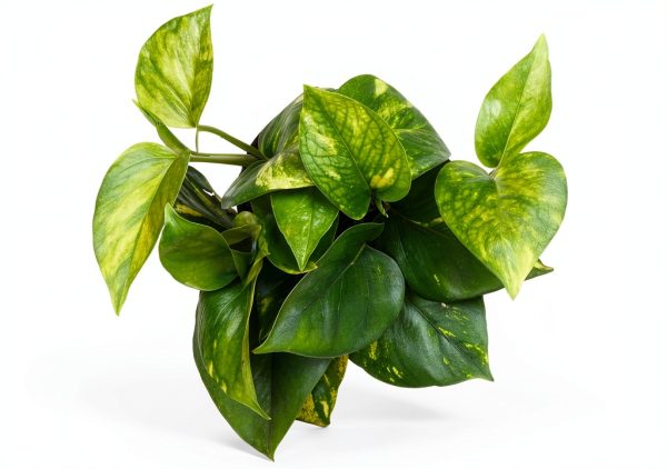 Altman Plants Golden Pothos Plant Live House Plant Live Plants, Trailing Plants Live Houseplants, Golden Pothos Live Plant Houseplant, Live Pothos Devils Ivy Live Plant Vine Money Plant Indoor Plants-6