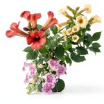 100+Hummingbird Trumpet Vine Plant Seeds-Trumpet Creeper Seeds Non-GMO Heirloom Flower Seed-0