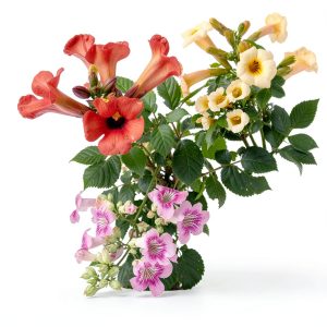 100+Hummingbird Trumpet Vine Plant Seeds-Trumpet Creeper Seeds Non-GMO Heirloom Flower Seed-0