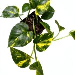 Golden Pothos Live House Plant 4" Pot by Samson Botanicals 2 Pack-0