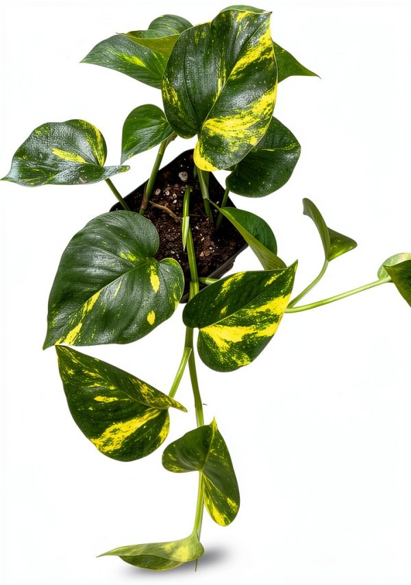 Golden Pothos Live House Plant 4" Pot by Samson Botanicals 2 Pack-0