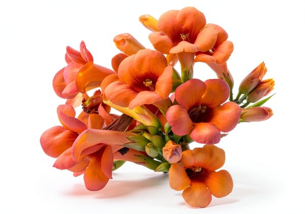 100+Hummingbird Trumpet Vine Plant Seeds-Trumpet Creeper Seeds Non-GMO Heirloom Flower Seed-3