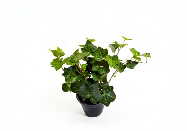 Plantvers Green Ivy 4" Nursery Pot - Low-Maintenance Vining Houseplant-2