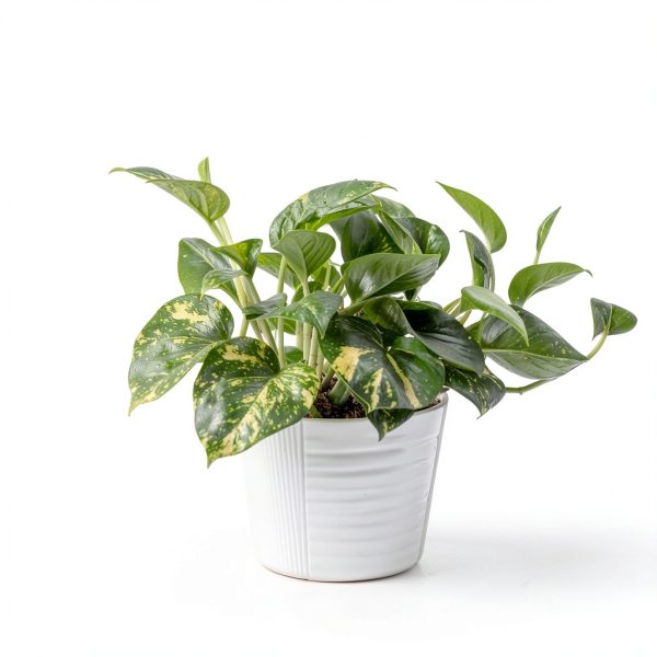 Costa Farms Golden Pothos Live Plant, Devil's Ivy in Decorative Pot, Easy to Maintain Vining Indoor Houseplant, Shelf, Room, or Office Decor, House Warming Gift, 12-14 Inches Tall-4