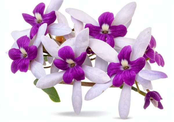 Purple Queens Wreath Sandpaper Bluebird Vine -Petrea volubilis - Live Plant - Lavender Flower - Emerald Goddess Gardens - Starter Sz 4 Inch Pot-1