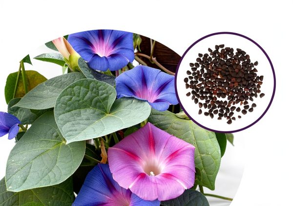 Mixed Morning Glory Seeds for Planting – 200 Fresh Seeds – Blue, Purple, White, and Rose Climbing Vine Flowers – Attracts Butterflies & Hummingbirds – Fast-Growing Vine – Grown in The USA-2