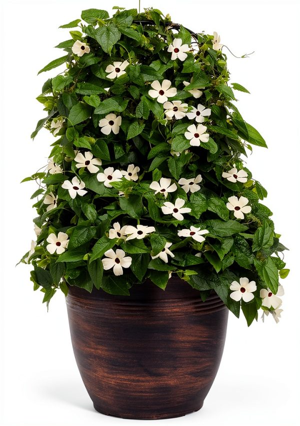 White Black-Eyed Susan Vine Park Seed 5‑8 Ft Twining Annual 25‑Pack-4