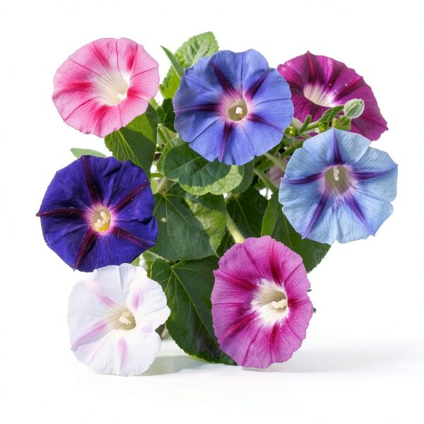 Mixed Morning Glory Seeds for Planting – 200 Fresh Seeds – Blue, Purple, White, and Rose Climbing Vine Flowers – Attracts Butterflies & Hummingbirds – Fast-Growing Vine – Grown in The USA-1