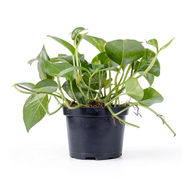 Costa Farms Golden Pothos Live Plant, Devil's Ivy in Decorative Pot, Easy to Maintain Vining Indoor Houseplant, Shelf, Room, or Office Decor, House Warming Gift, 12-14 Inches Tall-3