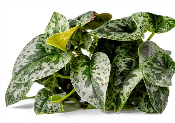 Silver Heart Pothos 2-Inch Plant by CZ Grain - Purifying, Easy Care-2