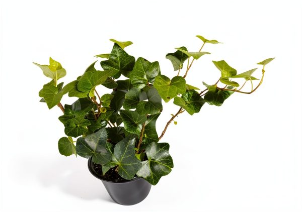 Plantvers Green Ivy 4" Nursery Pot - Low-Maintenance Vining Houseplant-3