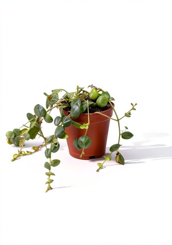 Live String of Turtles Plant by Holt - 2 Inch Compact Trailing Plant-3