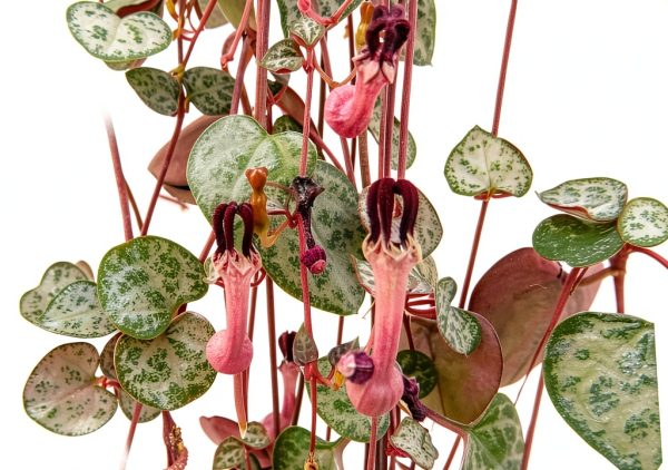String of Hearts - Hearts Entangled -Ceropegia woodii-2.5" Pot-Collector' Series-2