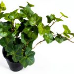 Plantvers Green Ivy 4" Nursery Pot - Low-Maintenance Vining Houseplant-0