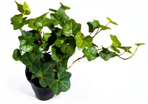 Plantvers Green Ivy 4" Nursery Pot - Low-Maintenance Vining Houseplant-0