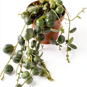 Live String of Turtles Plant by Holt - 2 Inch Compact Trailing Plant-0