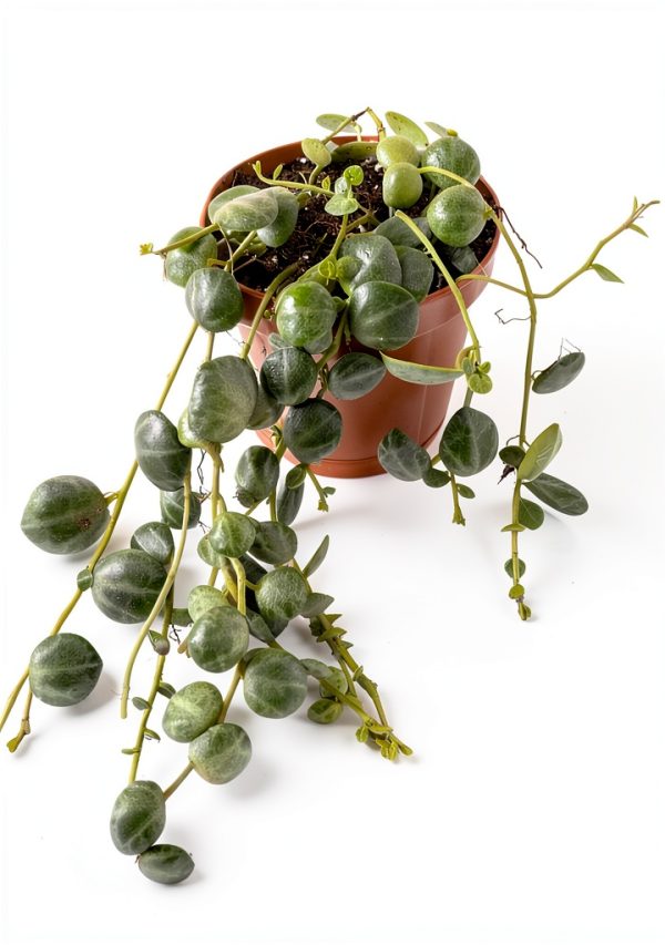 Live String of Turtles Plant by Holt - 2 Inch Compact Trailing Plant-0