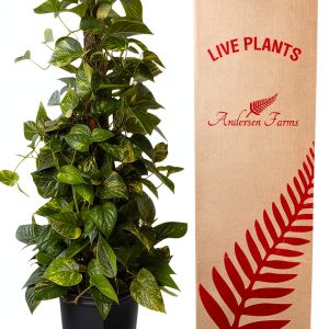 Golden Pothos Totem Live Plant – Andersen Farms 10in Grower Pot-0