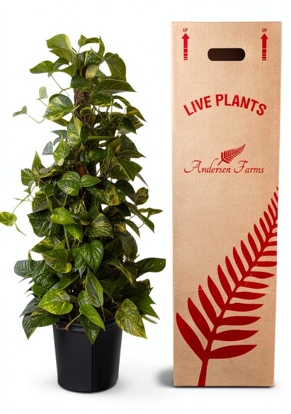 Golden Pothos Totem Live Plant – Andersen Farms 10in Grower Pot-0