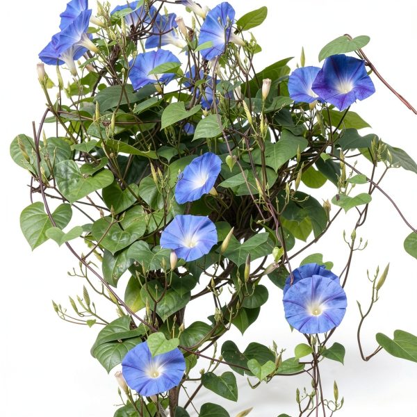 Seed Needs Heavenly Blue Morning Glory Seeds for Planting | 1,000+ Heirloom Seeds Ipomoea Tricolor Untreated Annual Flowering Seed | Vine Plant Produces Masses of 6" Wide Blue Blooms | Bulk-4