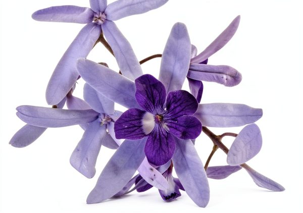 Purple Queens Wreath Sandpaper Bluebird Vine -Petrea volubilis - Live Plant - Lavender Flower - Emerald Goddess Gardens - Starter Sz 4 Inch Pot-4