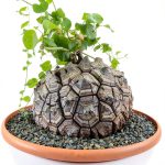 Starter Elephant's Foot Caudex Exotic Plant Live, Rare Houseplants in 3" Pot, Perennial Vine Live Plants Indoor Outdoor Ornamental and Planting-0