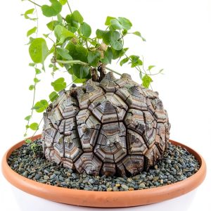 Starter Elephant's Foot Caudex Exotic Plant Live, Rare Houseplants in 3" Pot, Perennial Vine Live Plants Indoor Outdoor Ornamental and Planting-0