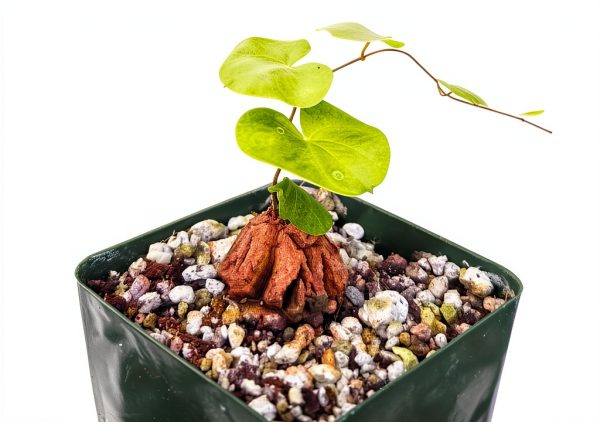 Starter Elephant's Foot Caudex Exotic Plant Live, Rare Houseplants in 3" Pot, Perennial Vine Live Plants Indoor Outdoor Ornamental and Planting-2